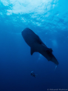 Whale Shark by Aleksandr Marinicev 